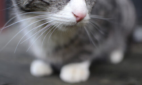 开云esport-_彩色迷你跑：全民参与的趣味运动盛典_，彩色mini