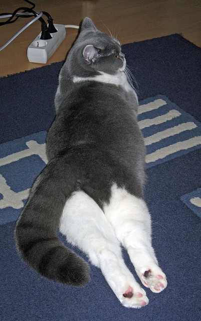 开云体育登录网站入口-_青少年网球计划启动，为未来培养新力量_，青少年网球训练计划