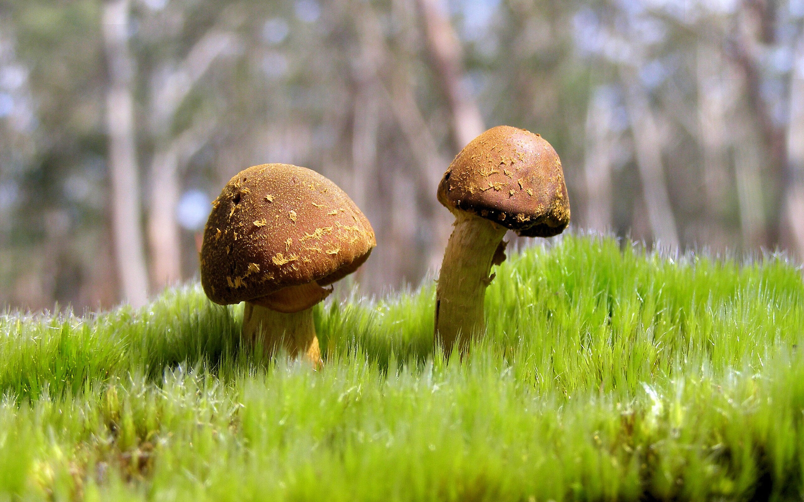 开云esports-“德甲豪门联赛领先，稳扎稳打冲刺冠军”，德甲土豪球队