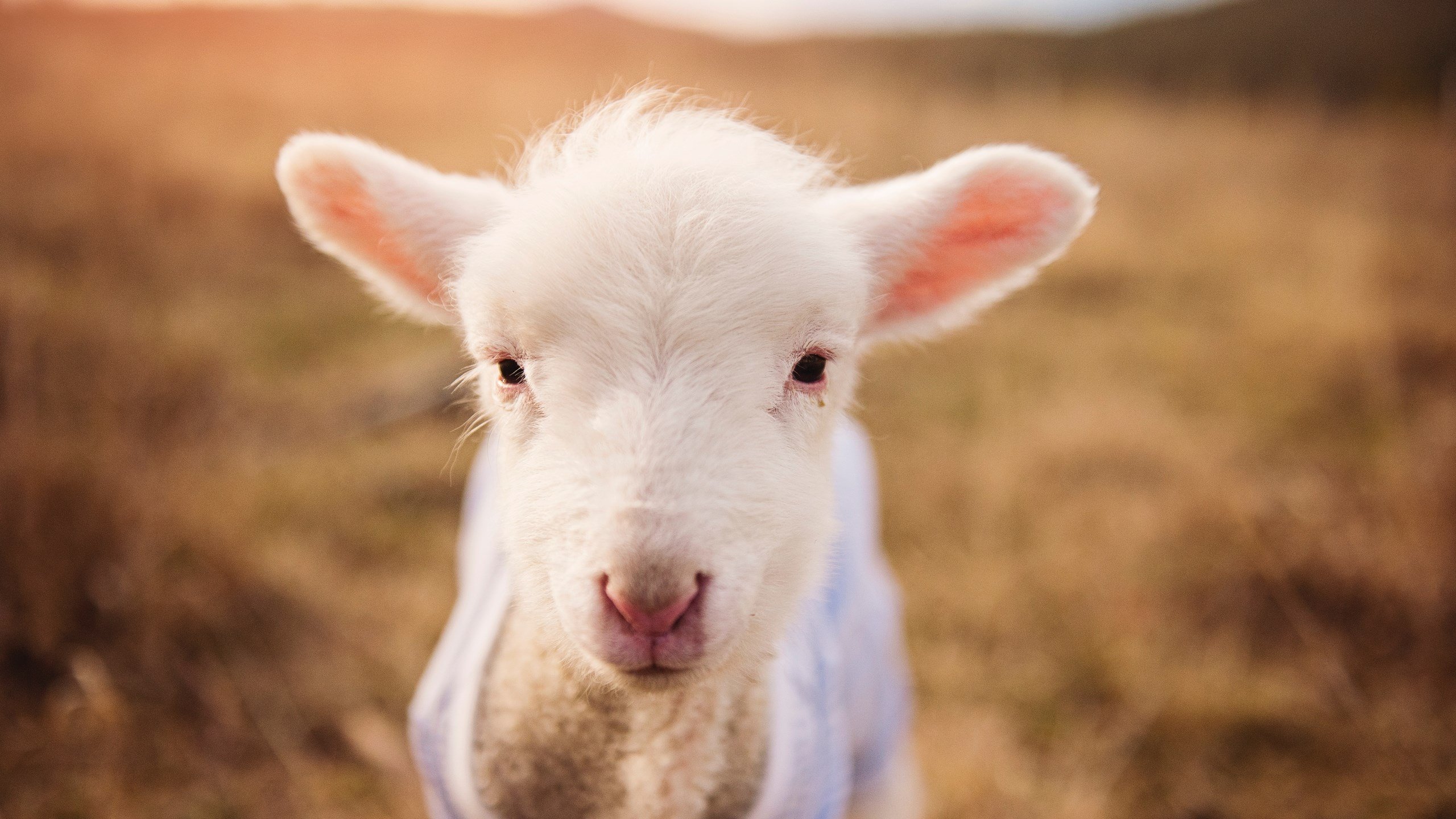 开云APP-中国篮球明星赵睿个人品牌影响力持续扩大,中国篮球运动员赵睿